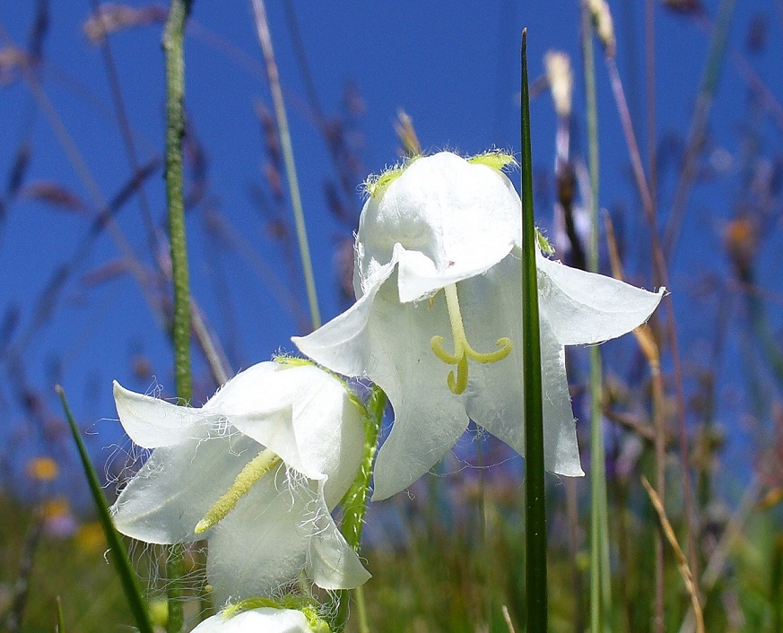 Campanula barbata bianca